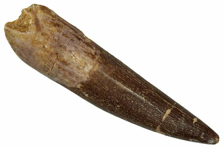 Fossil Plesiosaur (Zarafasaura) Tooth - Morocco #354691